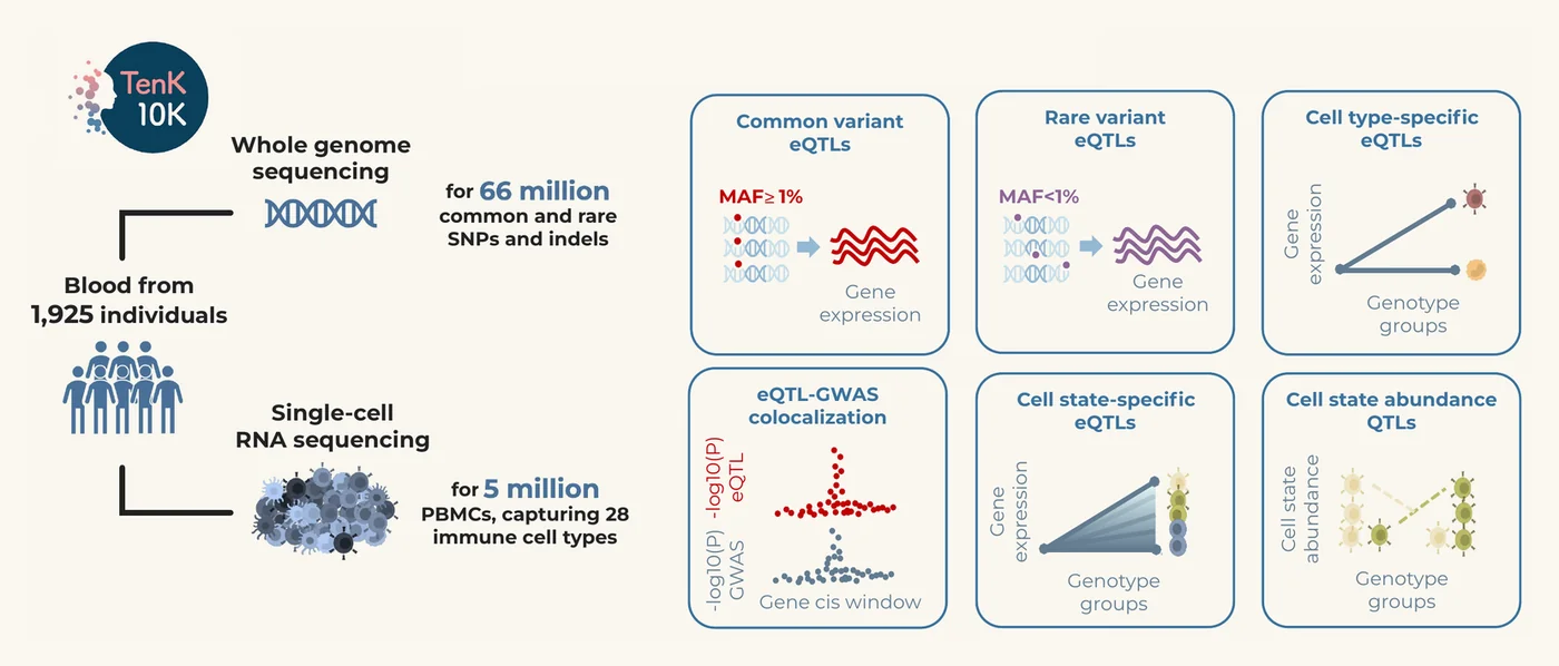 TenK10K phase 1 study design: blood from 1,925 individuals, whole-genome sequencing and single-cell RNA sequencing, and the six main analyses