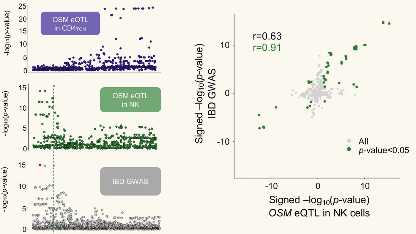 Left: OSM eQTL association signals in CD4 central memory T cells and in NK cells, compared with the IBD GWAS signal at the same locus. Right: scatter of the NK-cell OSM eQTL against IBD GWAS signal, showing strong agreement.