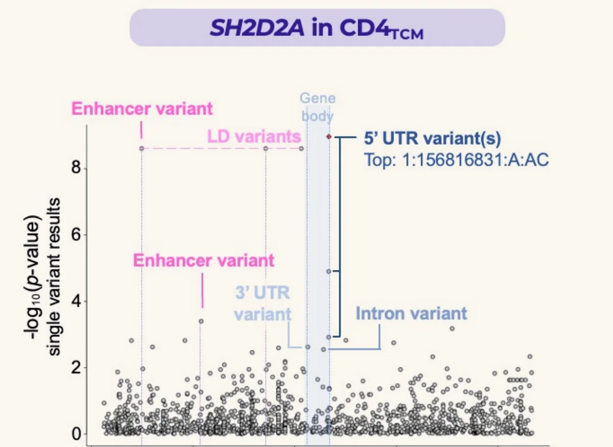 Single-variant association results for rare non-coding variants around SH2D2A in CD4+ central memory T cells, labelled by functional annotation.
