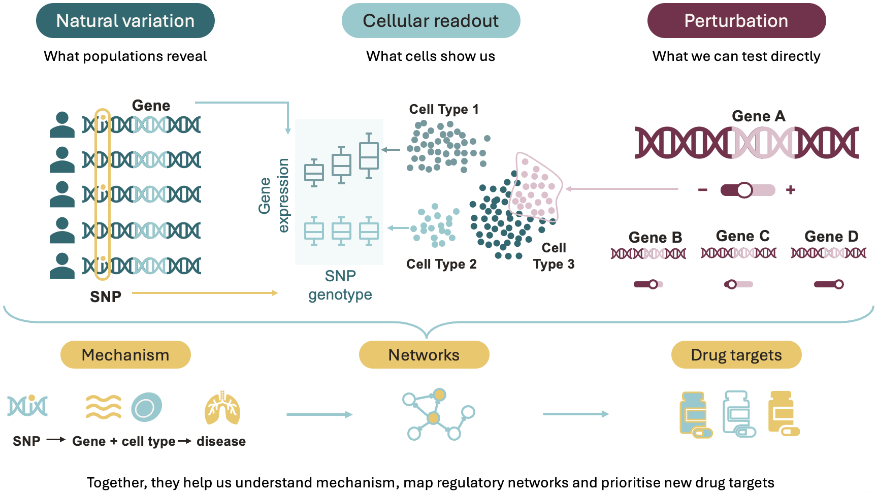 Natural variation and perturbation experiments, both read out in single cells, combine to reveal mechanism, map regulatory networks and prioritise drug targets.